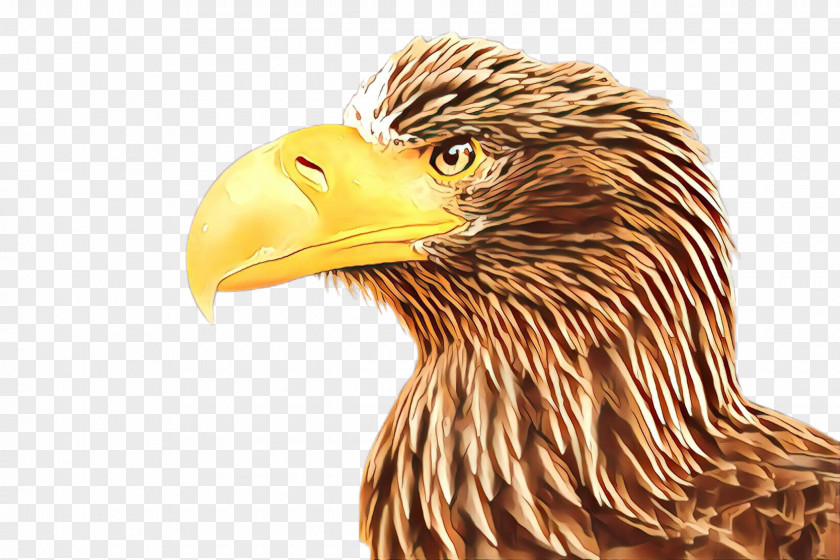 Bald Eagle Hawk Bird Of Prey Beak Golden PNG