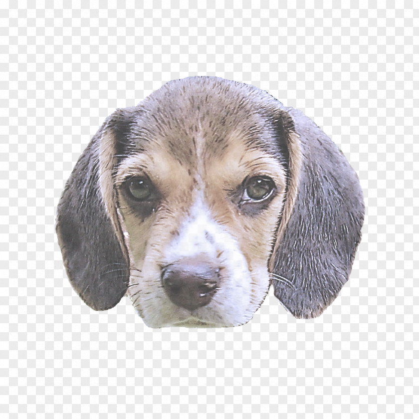 Snout Pocket Beagle Dog Puppy PNG