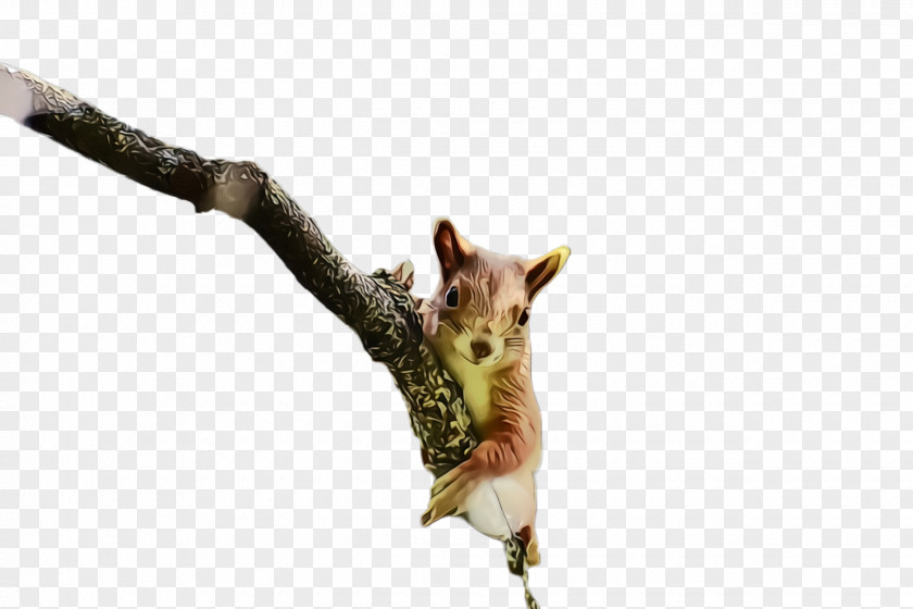 Tail Wildlife Branch Squirrel Twig Plant PNG
