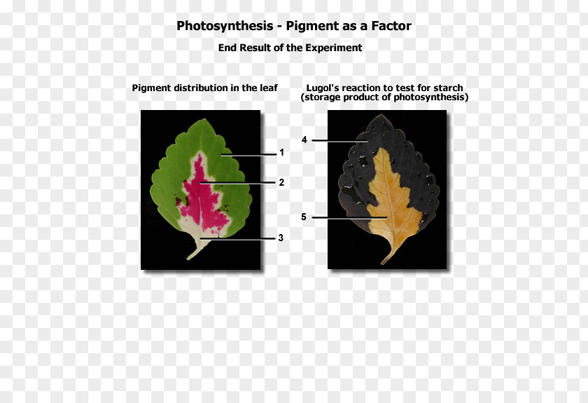 Color Pigment Biological Biology Photosynthesis Photosynthetic PNG