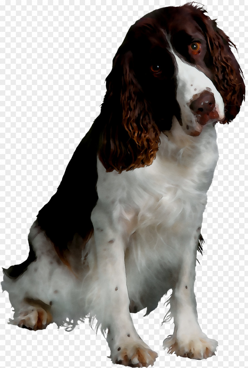 English Springer Spaniel Welsh Drentse Patrijshond Rakvere Dog Breed PNG