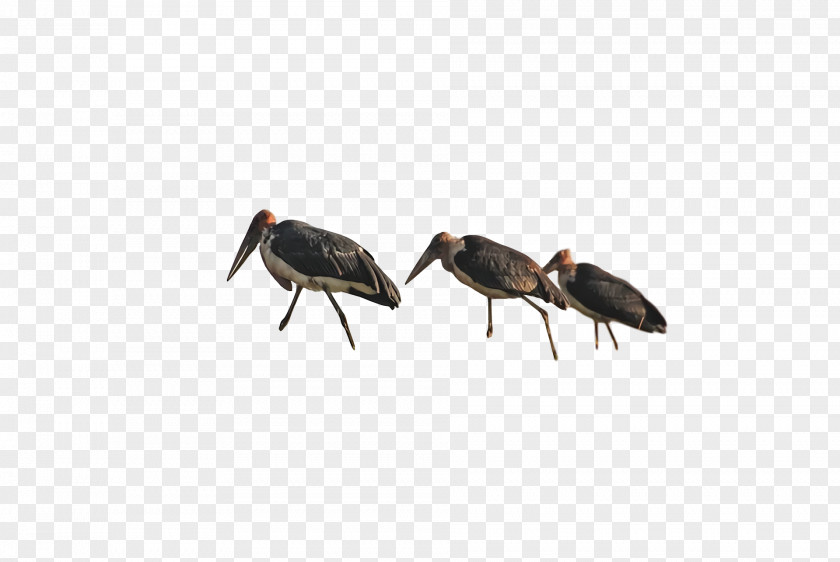 Insect Birds Weevil Ibis Crane PNG