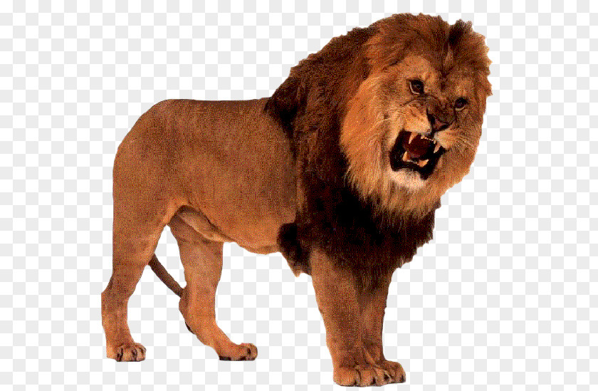 Lion Drakenstein Park Cougar Roar Cat PNG