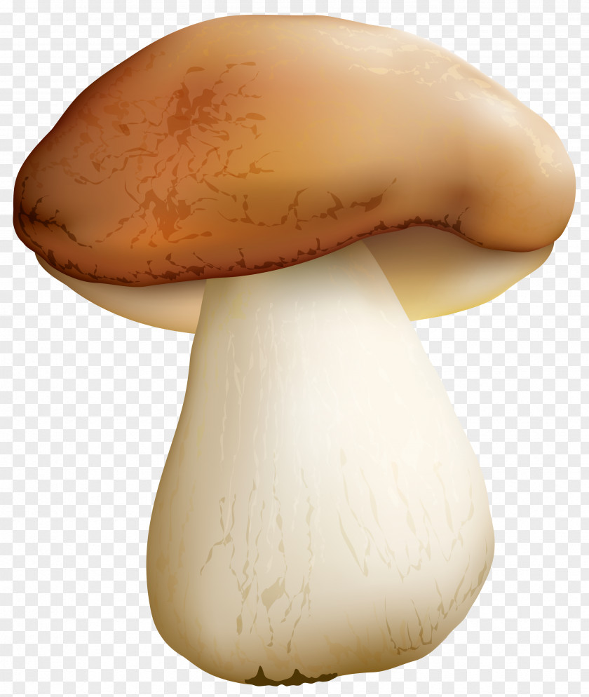 Mushroom Clipart Image Pleurotus Eryngii Clip Art PNG
