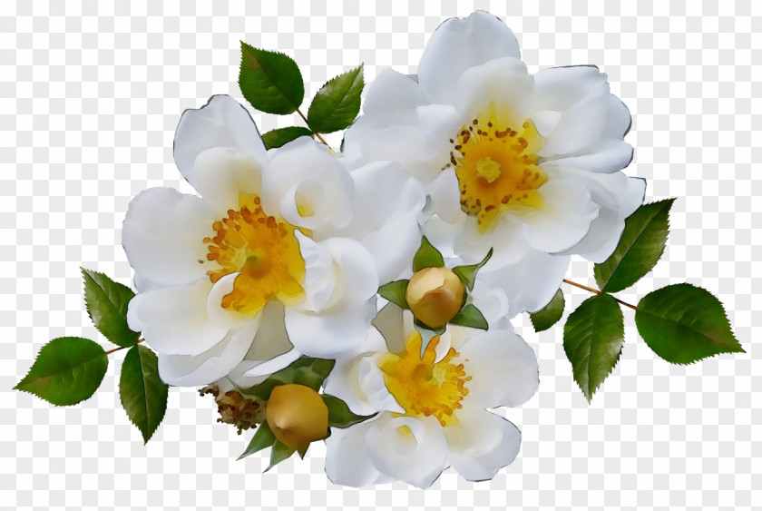 Yellow Rosa Omeiensis Rose PNG
