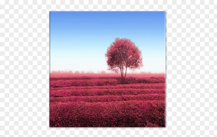 Computer Desktop Wallpaper Ecoregion Stock Photography Pink M PNG