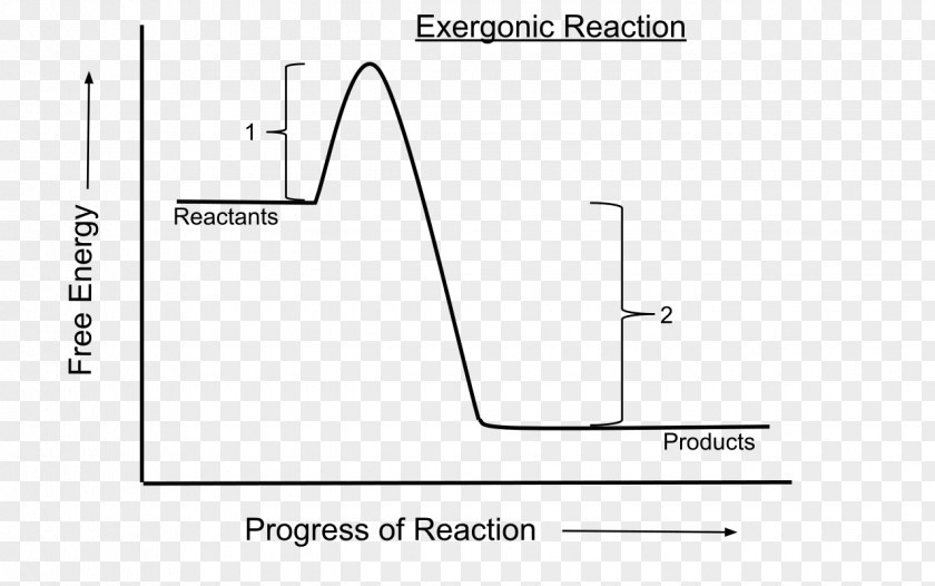 Creative Line Exergonic Reaction Gibbs Free Energy Chemical Process Endergonic PNG