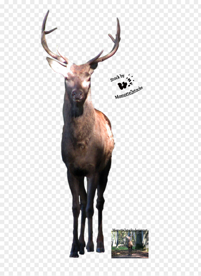 Deer Elk Reindeer PNG