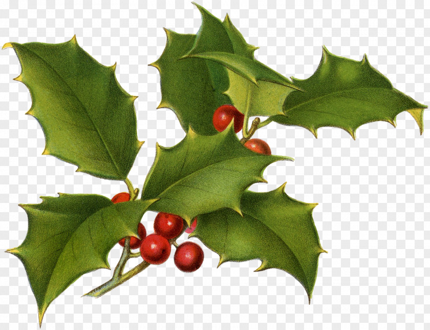 Greenery Watercolour Common Holly Christmas Drawing Botany Printing PNG