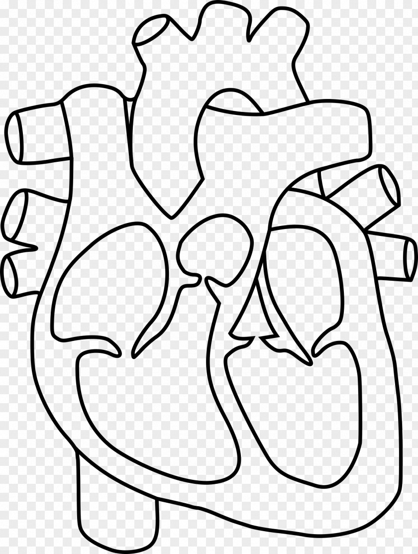 Human Heart Anatomy Coloring Book Drawing Clip Art PNG