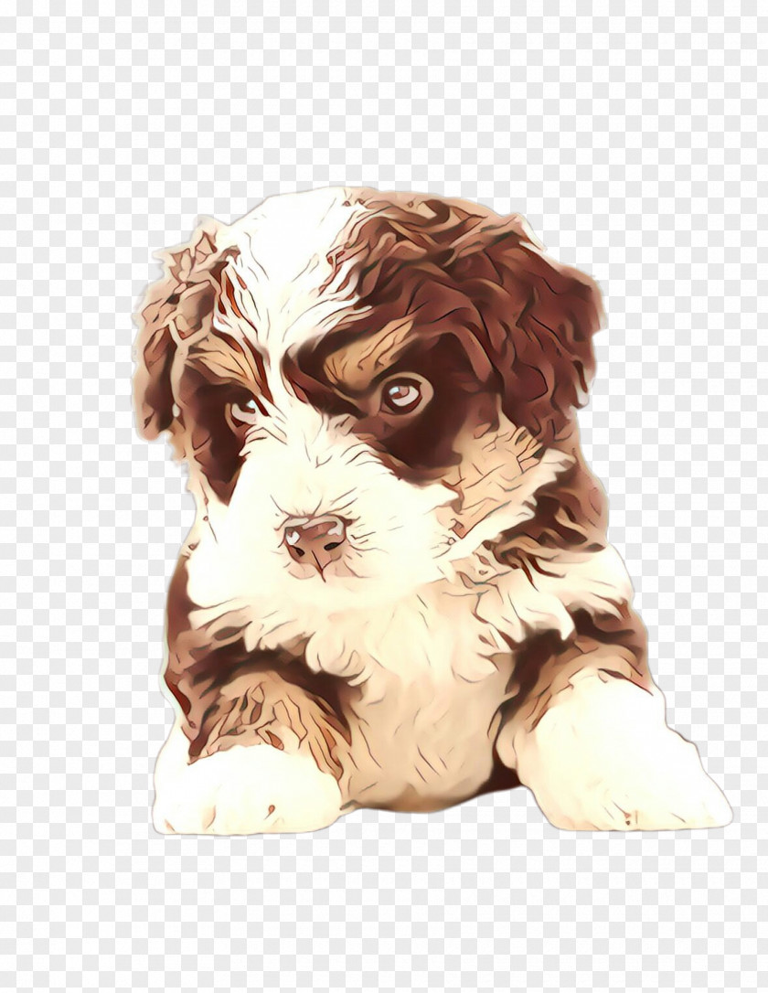 Kyileo Cavapoo Cute Dog PNG