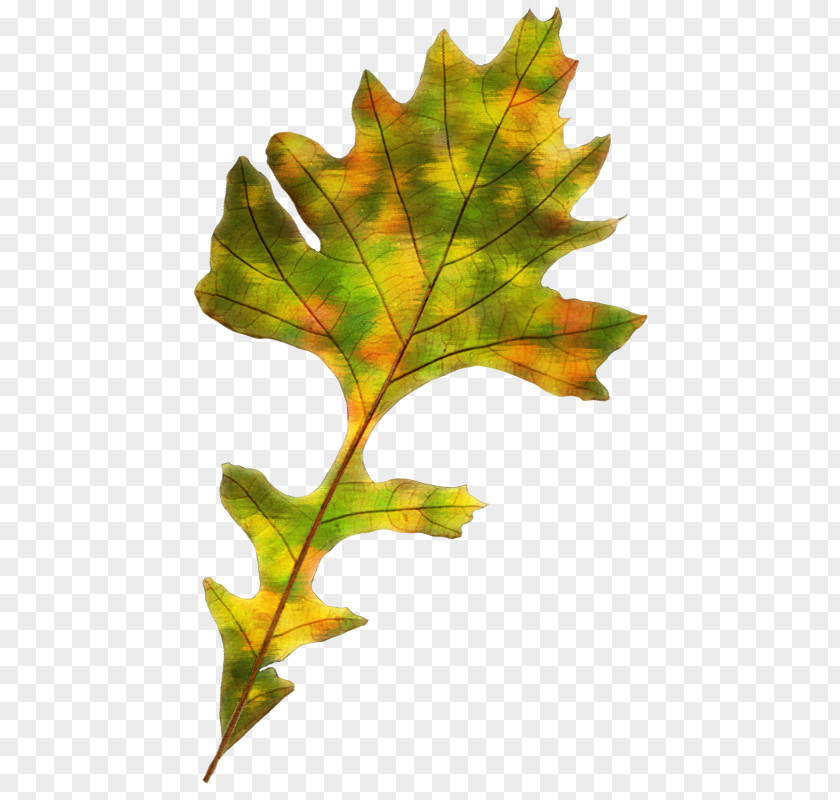 Leaf Maple Autumn Color PNG
