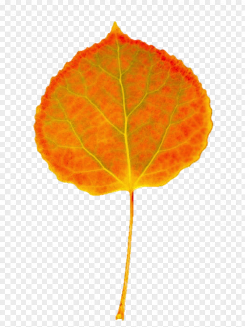 Leaf Plant Stem PNG