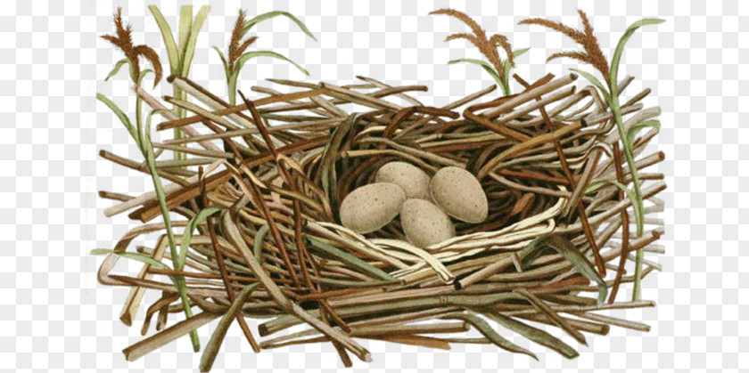 Round Pet Egg Chicken Bird Nest Clip Art PNG