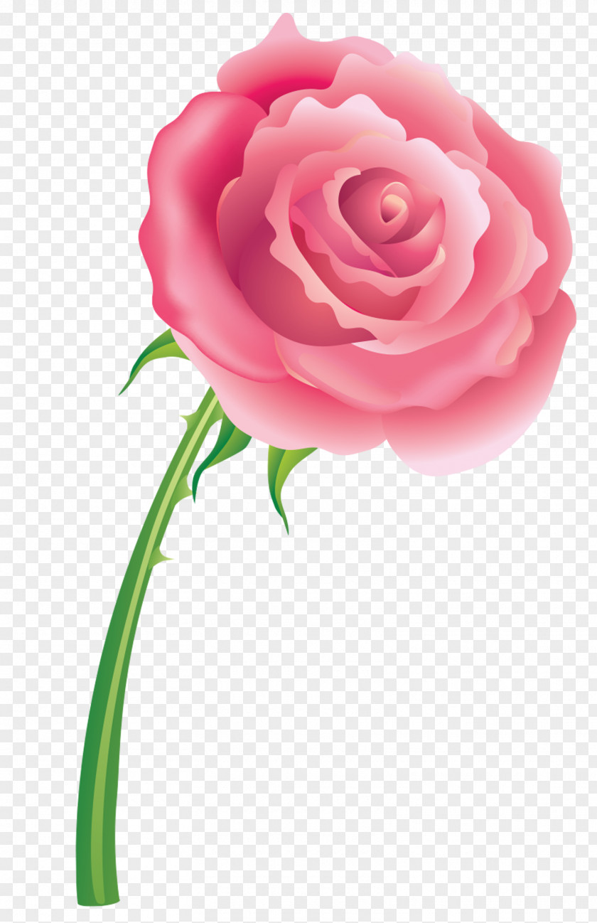 25 Cut Flowers Garden Roses Centifolia Rosaceae PNG