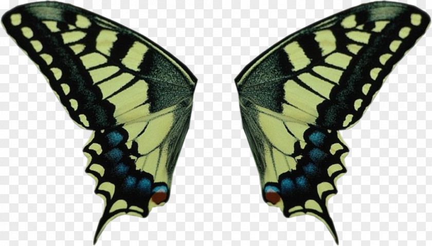 Butterfly Swallowtail Old World Insect Wing Chrysalide PNG