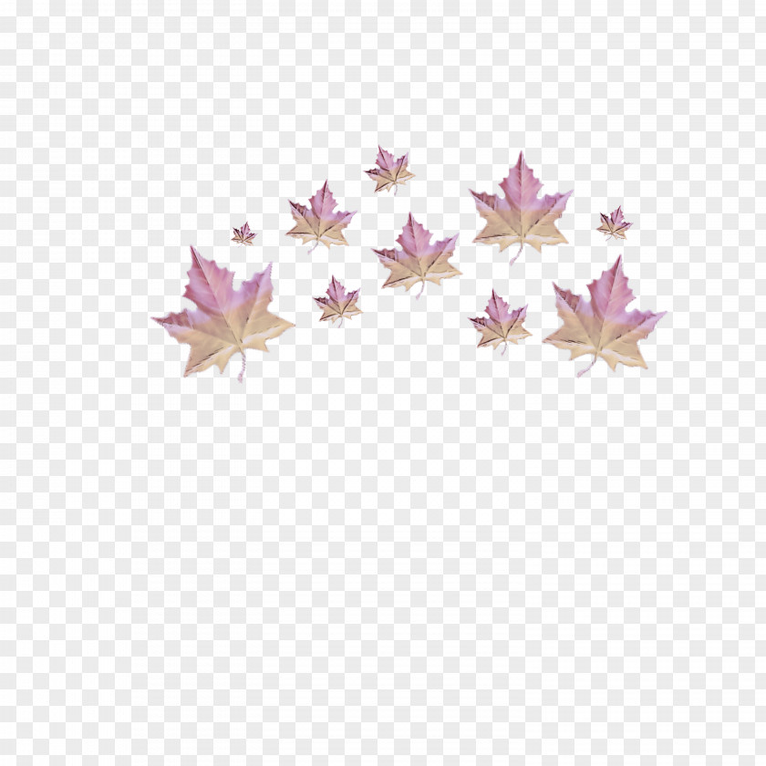 Flower Petal Pink Purple Violet Lilac Leaf PNG