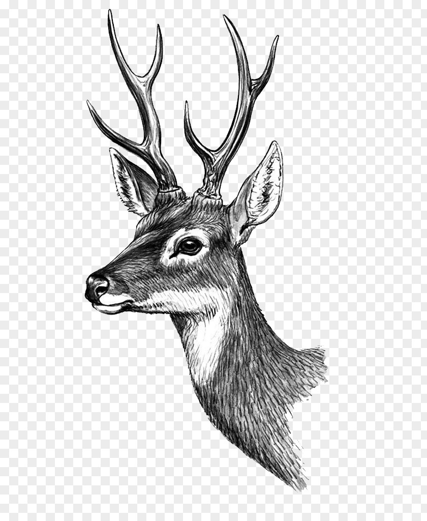 HD Classical Painted Deer Phan Thiet Paper Tattoo Sticker PNG