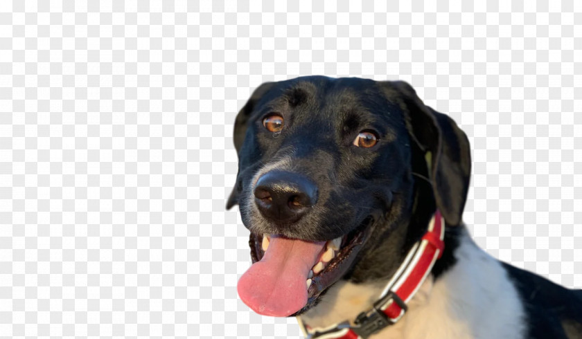 Labrador Retriever Snout Dog Collar PNG