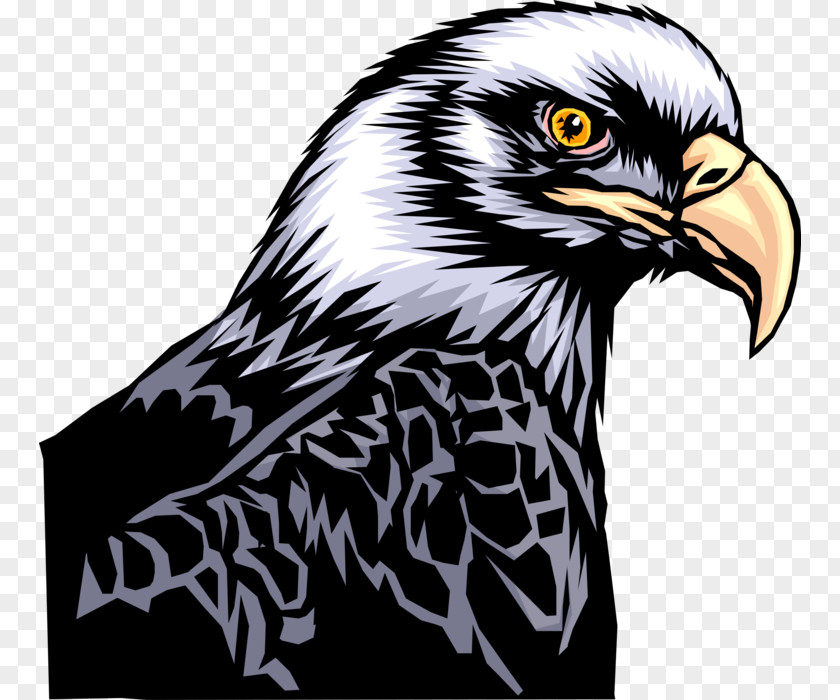 Peregrine Falcon Sea Eagle Bird Line Drawing PNG