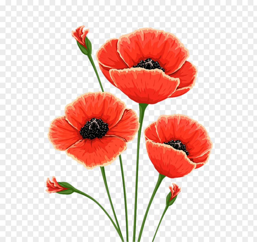 Poppy Common Flower Remembrance Clip Art PNG