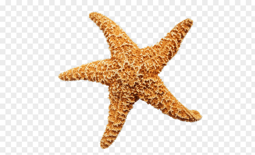 Starfish Olbersdorfer See PNG