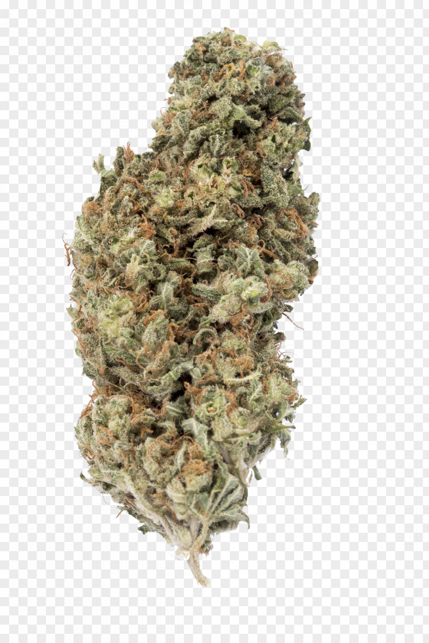 Cannabis Sativa Ssp. Kush White Widow Seed PNG