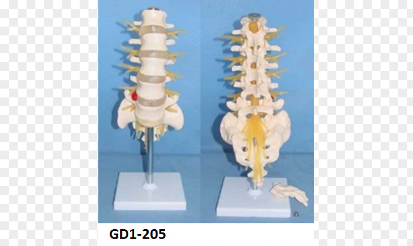 Cauda Equina Spinal Nerve Vertebral Column Lumbar Vertebrae PNG