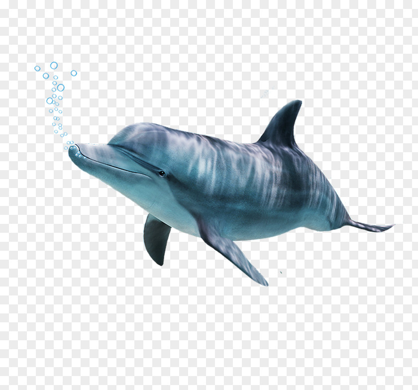 Dolphin Spinner Common Bottlenose Short-beaked Rough-toothed Tucuxi PNG