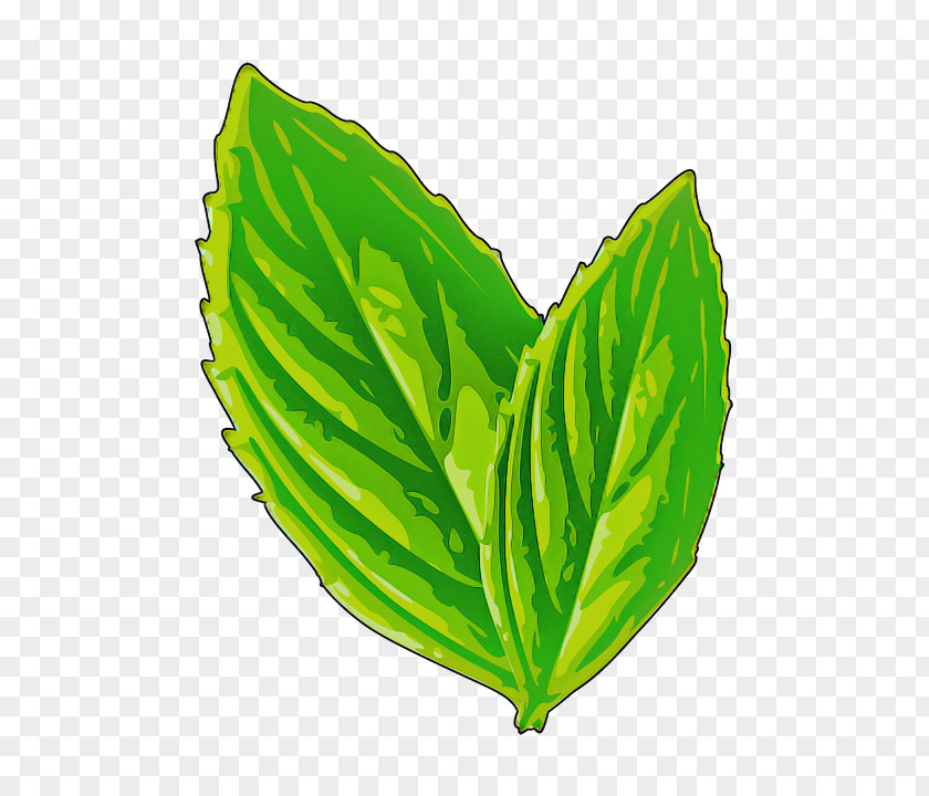 Leaf Green Plant Flower Herb PNG