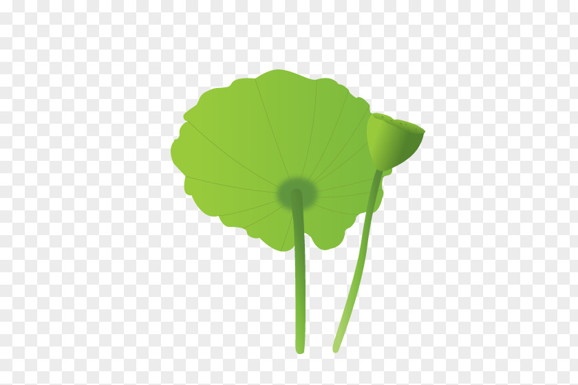 Lotus Leaf Petal Plant Stem PNG