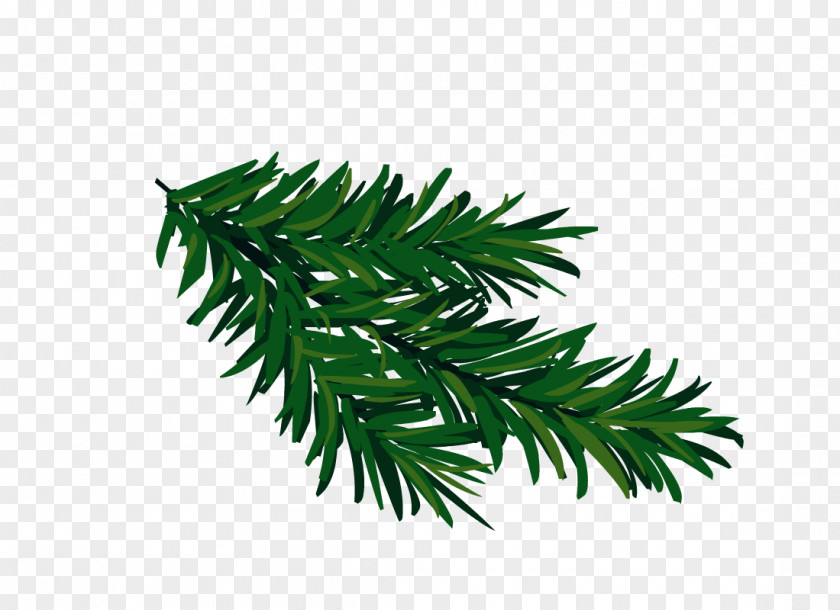 Pine Branches Spruce Fir Tree Clip Art PNG