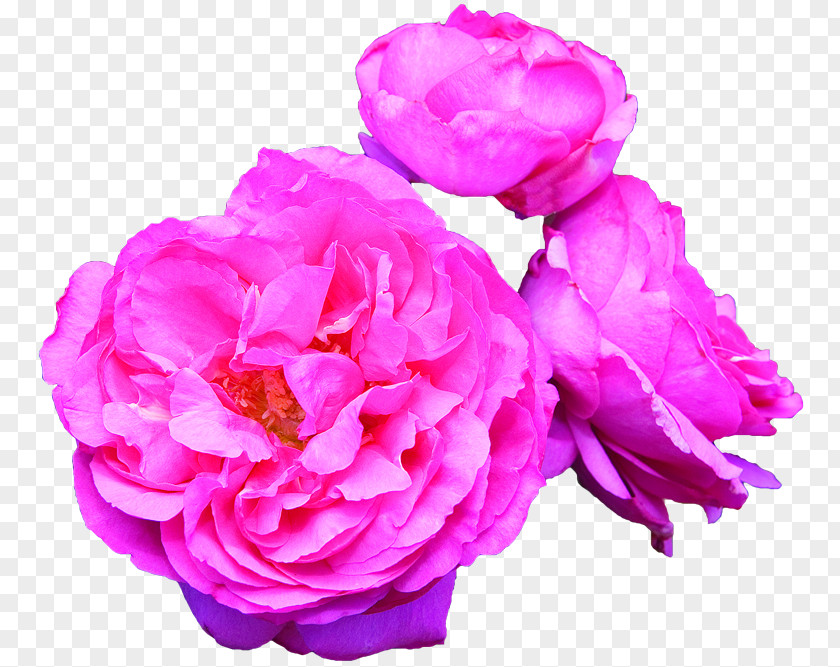 Rich And Colorful Fragrant Roses Garden Hybrid Tea Rose PNG