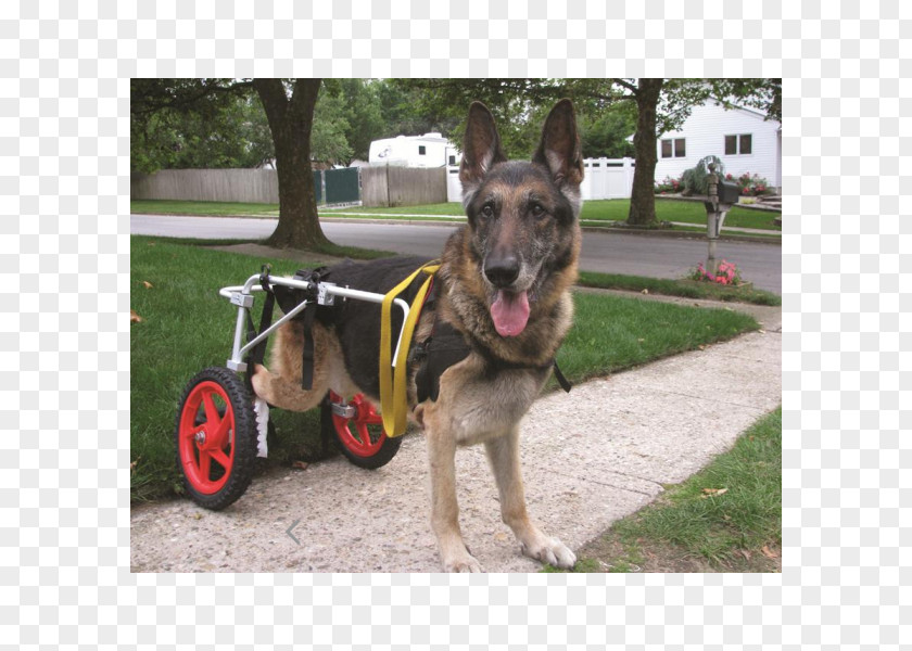 Wheelchair German Shepherd Pembroke Welsh Corgi Walkin' Wheels Hip PNG