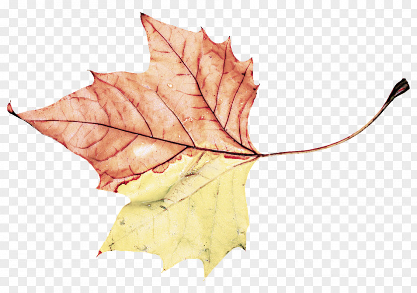 Yellow Deciduous Maple Leaf PNG