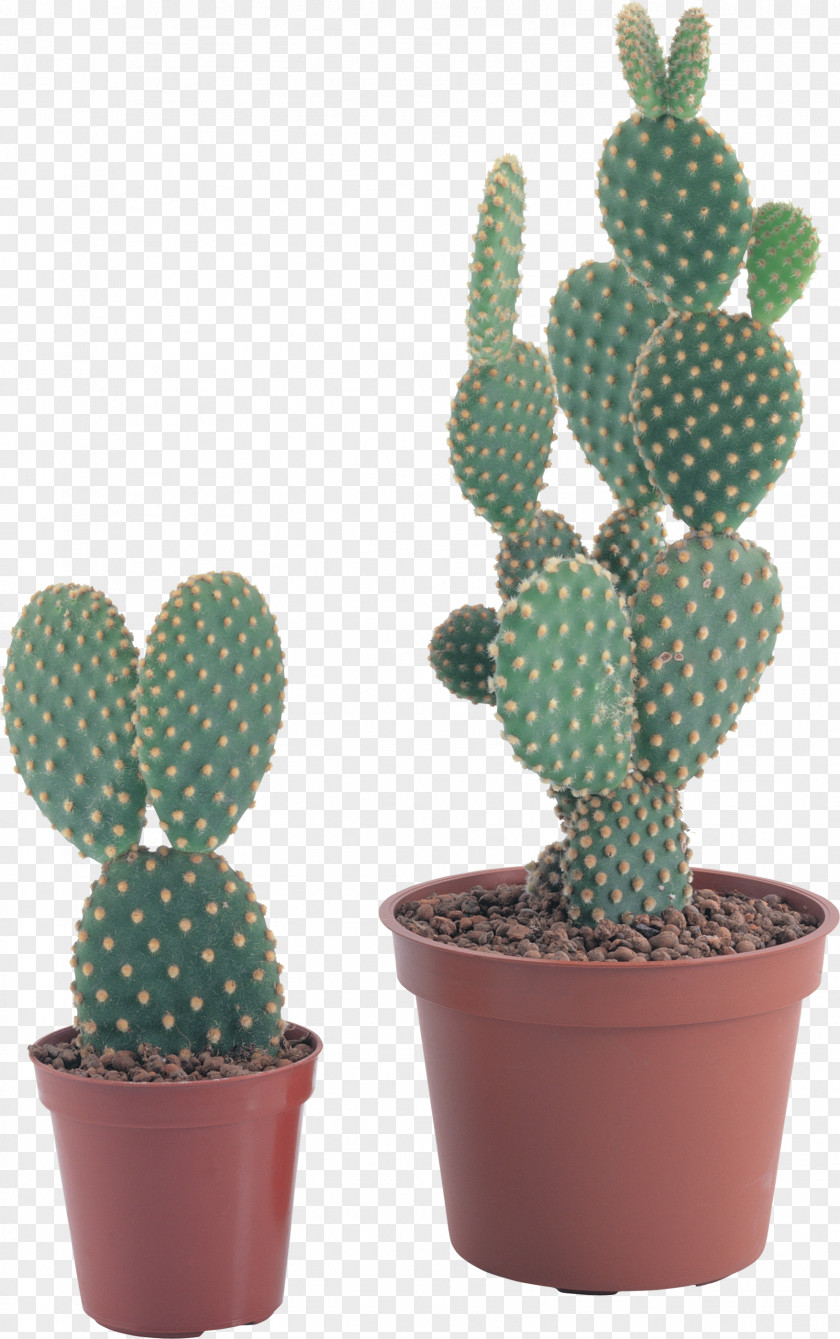 Cactus Image Icon Clip Art PNG