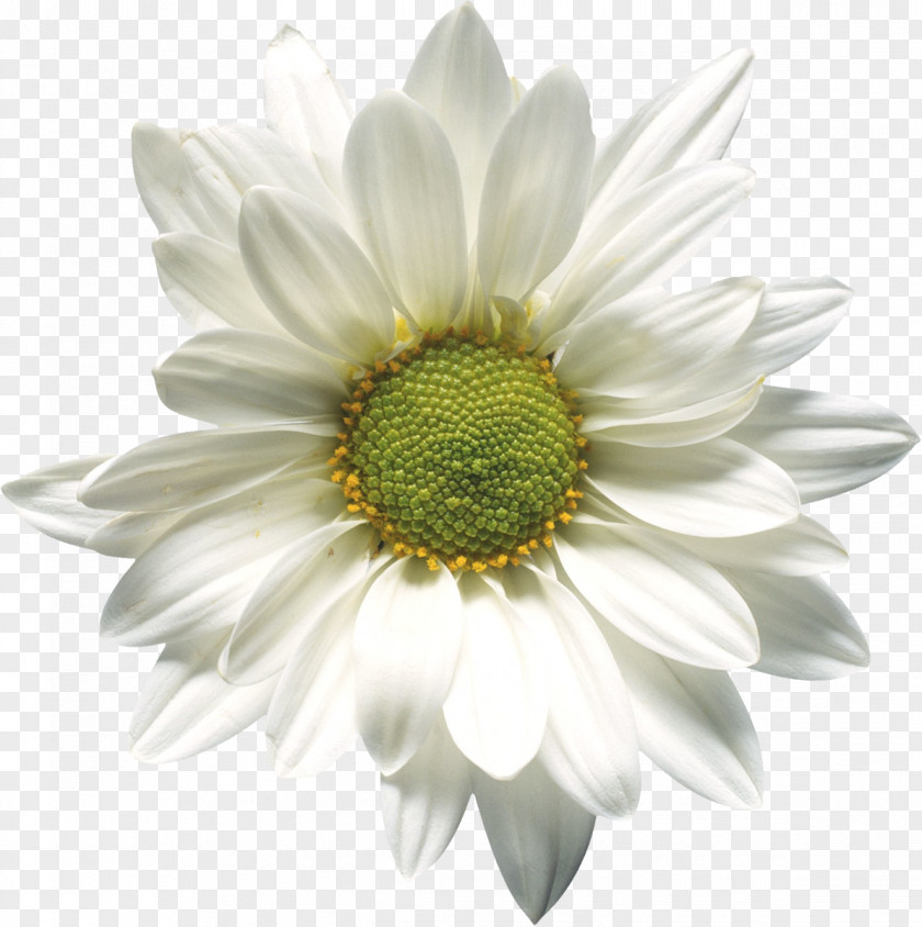 Camomile Romashky Matricaria Flower Clip Art PNG
