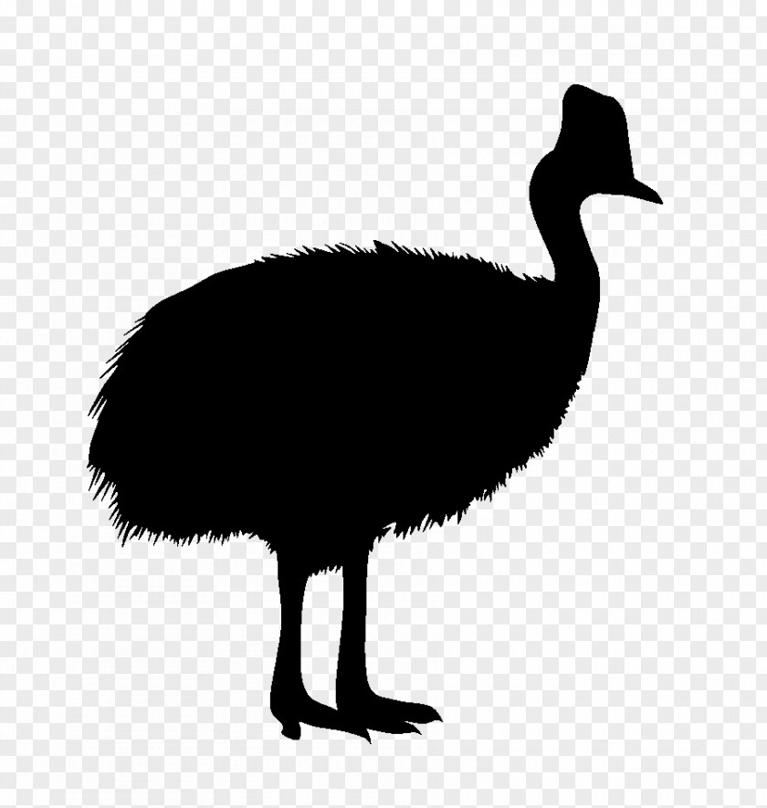 Common Ostrich Southern Cassowary Northern Goose Emu PNG