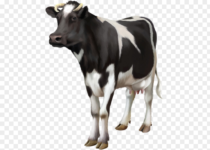Cow Guernsey Cattle Livestock Dairy Bull PNG