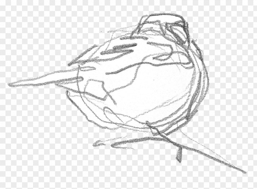 Croquis Beak Figure Drawing Line Art Sketch PNG