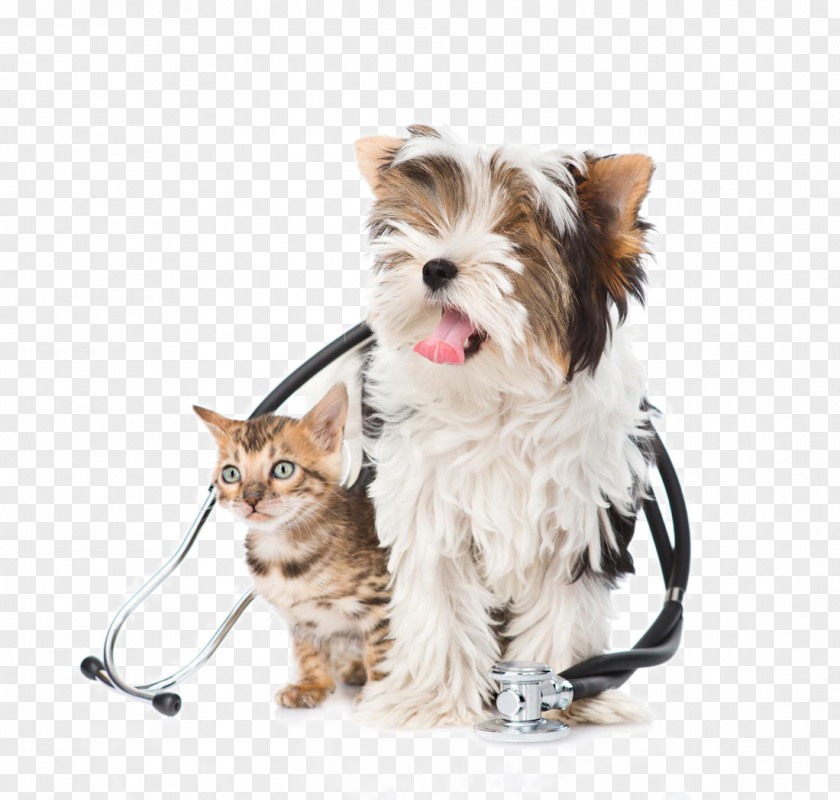 Cute Pet Cats And Dogs Yorkshire Terrier Biewer Bengal Cat Kitten Puppy PNG