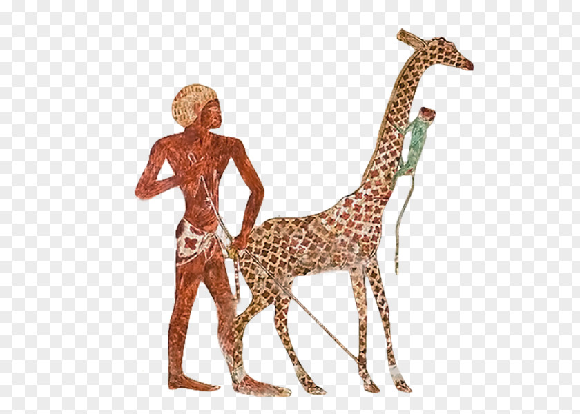 Giraffe Ancient Egypt Nekhen Zoo Egyptian PNG