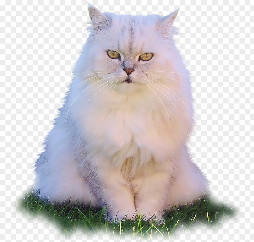 Kitten Asian Semi-longhair Persian Cat Ragamuffin Birman Ragdoll PNG