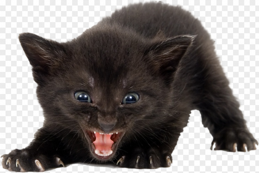 Kitten Feral Cat Black Wildcat PNG
