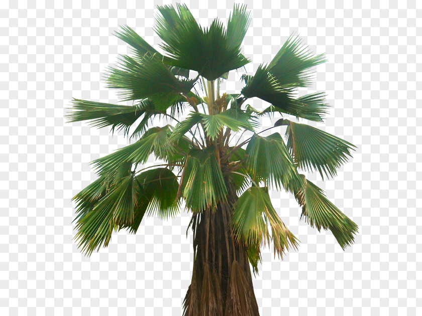 Plant Asian Palmyra Palm Pritchardia Pacifica Babassu Arecaceae PNG