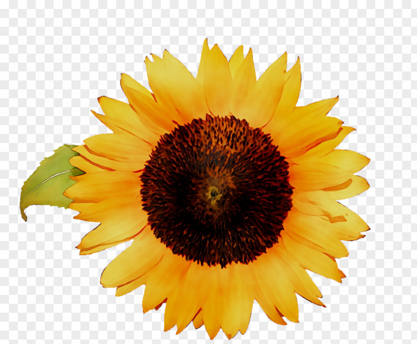 Sunflower Art Image Painting Illustration PNG