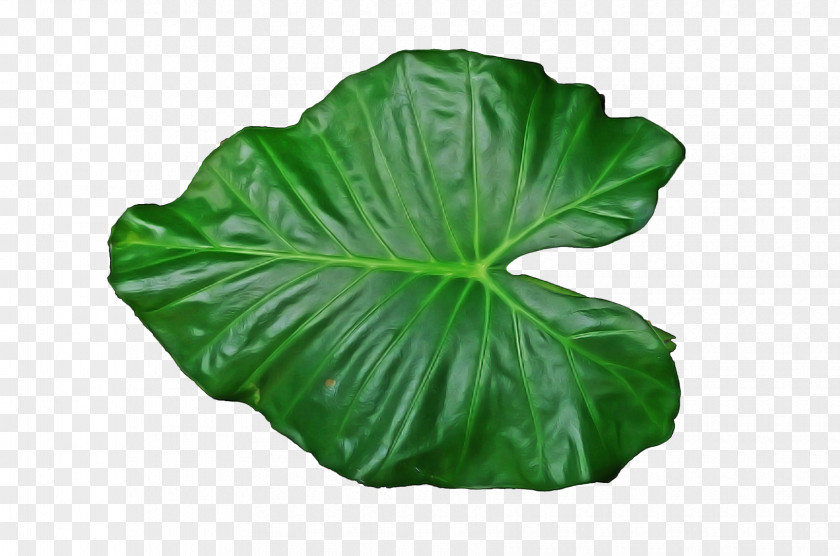 Annual Plant Flower Leaf Green PNG