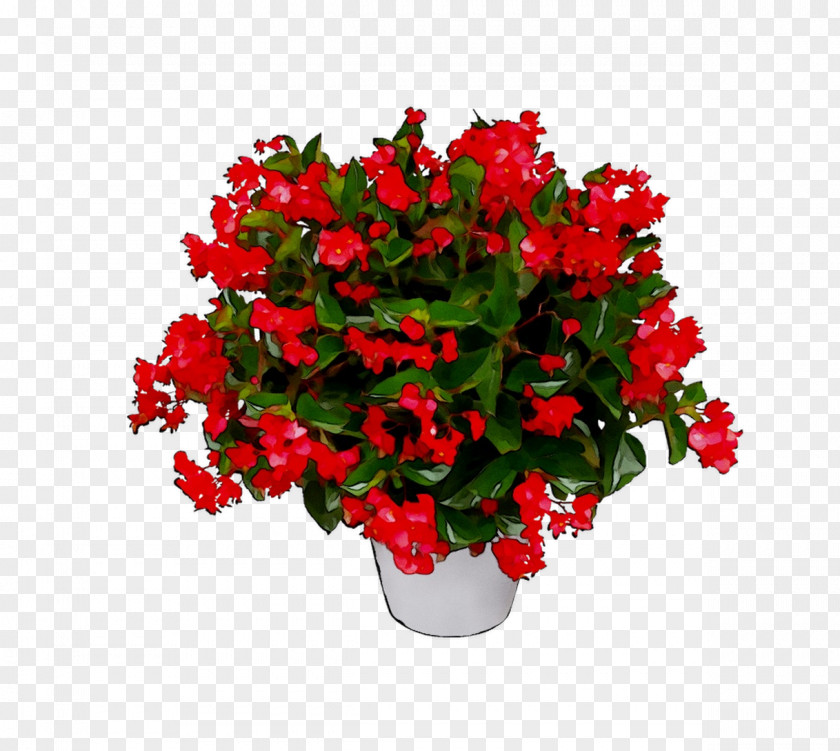Begonia Flowerpot Floral Design Artificial Flower PNG