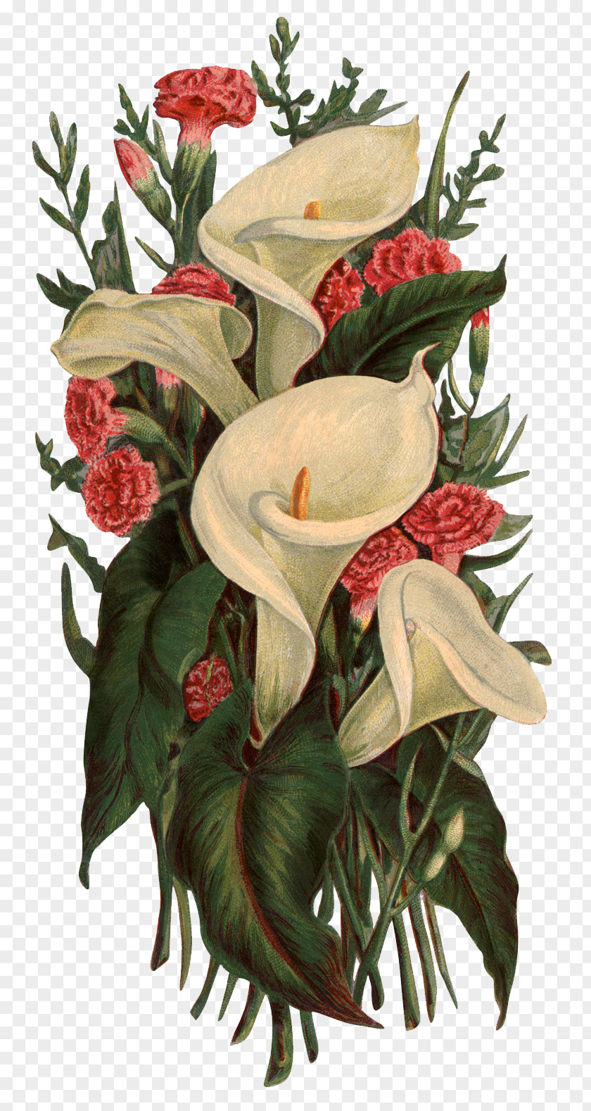 Callalily Victorian Era Flower Bouquet Lilium Clip Art PNG