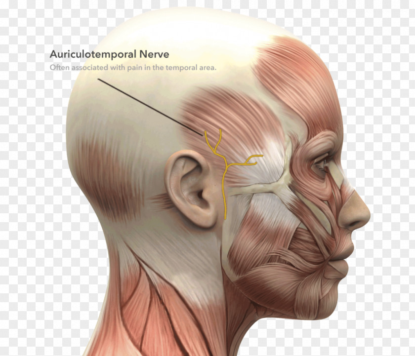 Face Facial Muscles Anatomy Nerve PNG